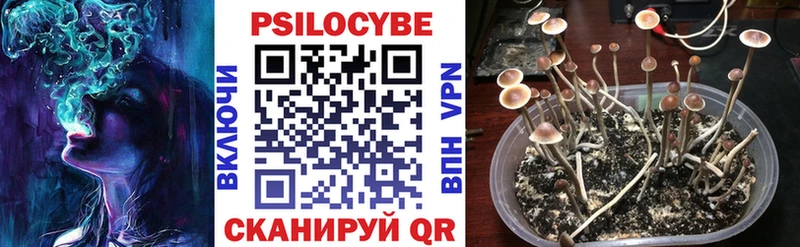 где найти наркотики  кракен ссылки  Галлюциногенные грибы Psilocybe  Бакал 